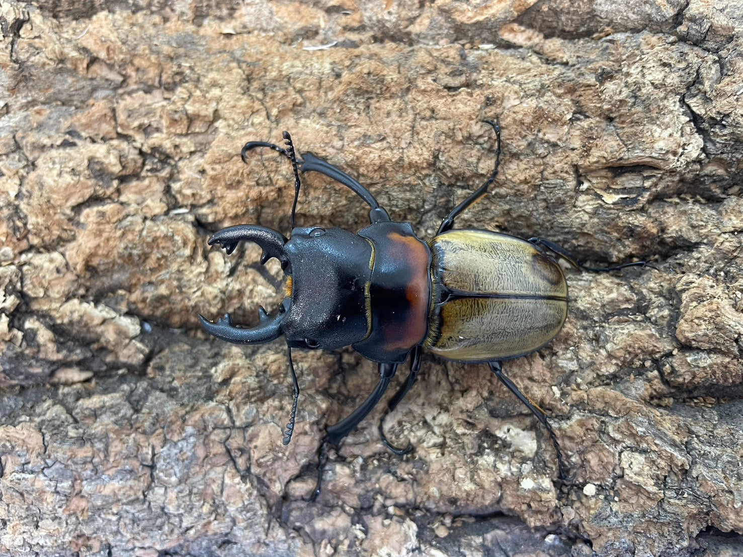 WD】ゾンメルツヤクワガタ – INSECT SHOP KMY