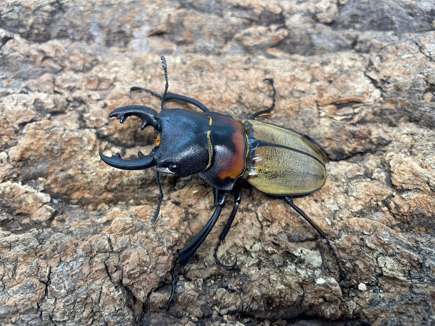 WD】ゾンメルツヤクワガタ – INSECT SHOP KMY