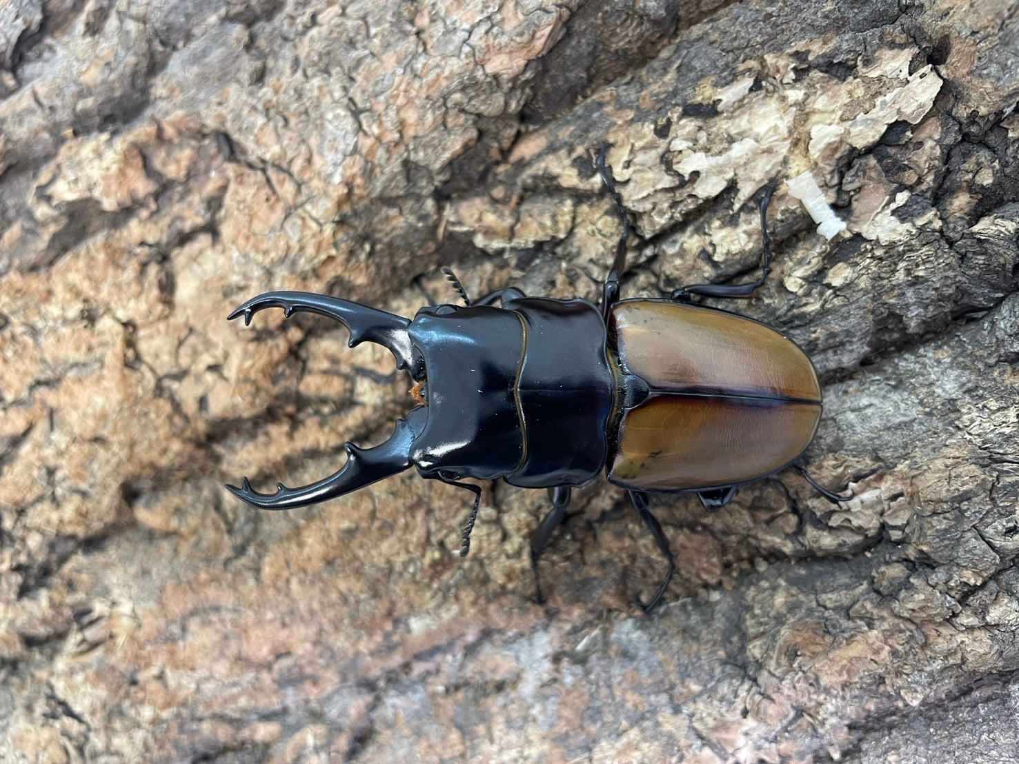 幼虫】ラフェルトノコギリクワガタ – INSECT SHOP KMY