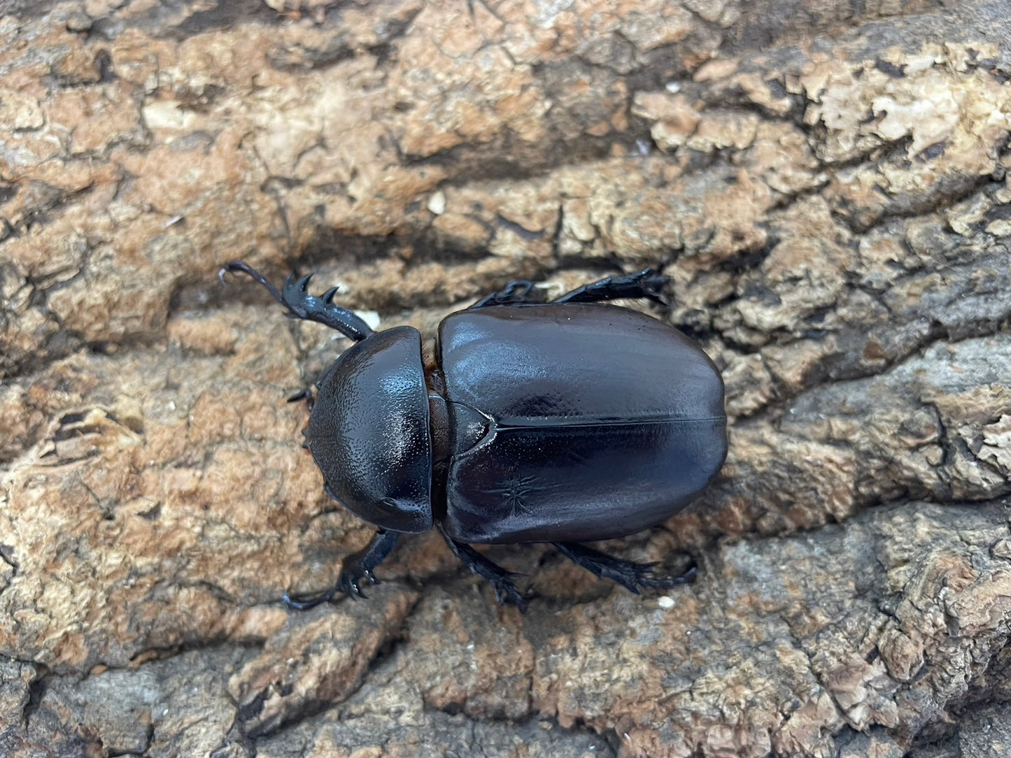 シャムゴホンヅノカブト