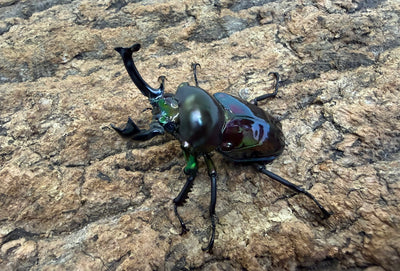 ニジイロクワガタ（特殊カラー） ペア ♂55mm クイーンズランド産 CBF1