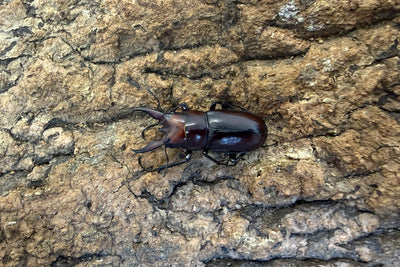 トカラノコギリクワガタ ペア ♂36mm 鹿児島県トカラ列島口ノ島産 CB