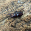 トカラノコギリクワガタ ペア ♂36mm 鹿児島県トカラ列島口ノ島産 CB