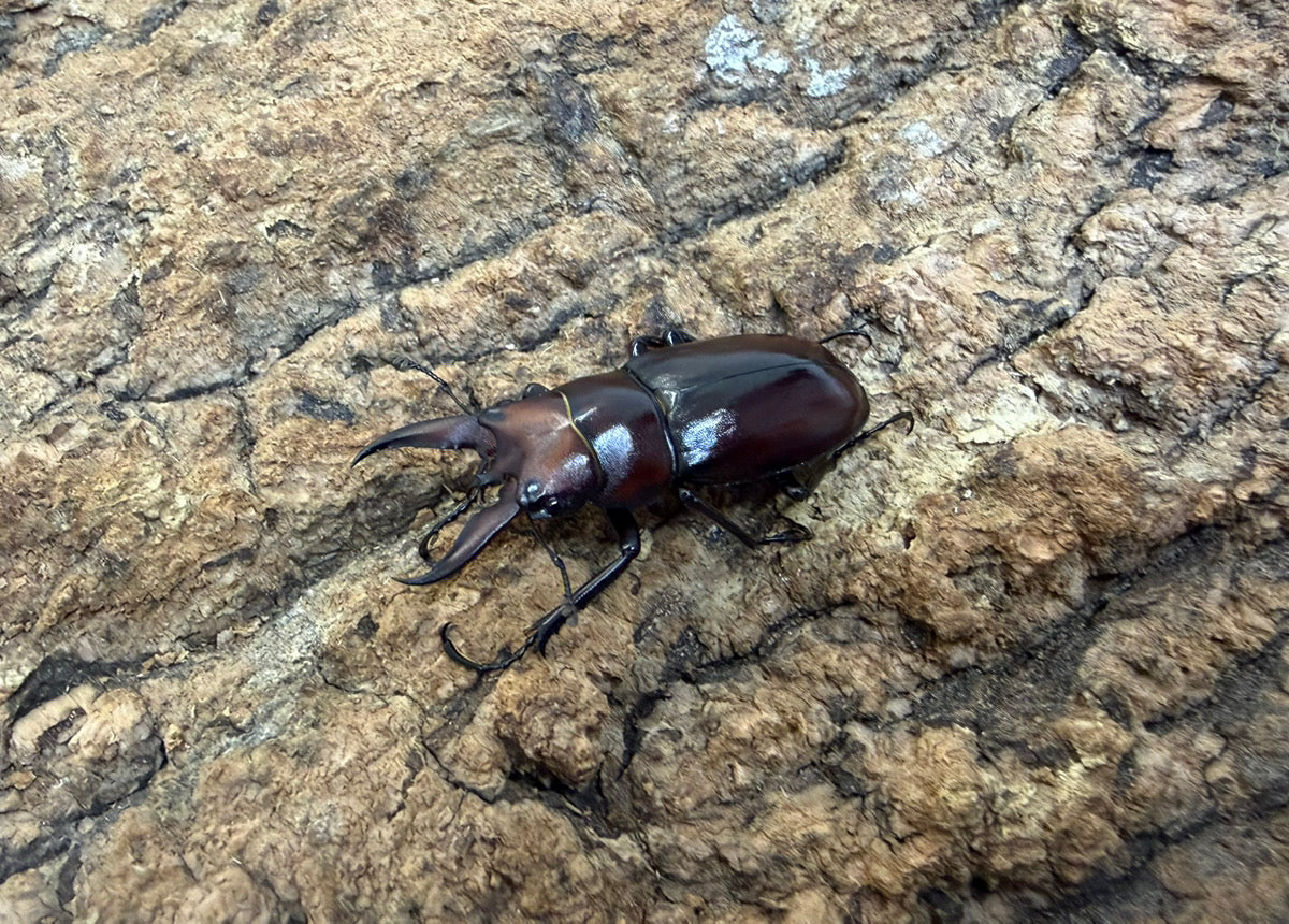 トカラノコギリクワガタ ペア ♂36mm 鹿児島県トカラ列島口ノ島産 CB