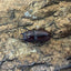 トカラノコギリクワガタ ペア ♂36mm 鹿児島県トカラ列島口ノ島産 CB
