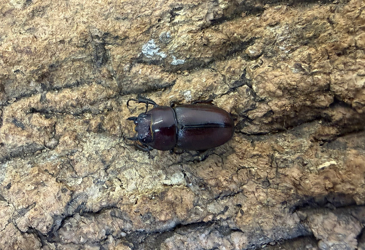 トカラノコギリクワガタ ペア ♂36mm 鹿児島県トカラ列島口ノ島産 CB