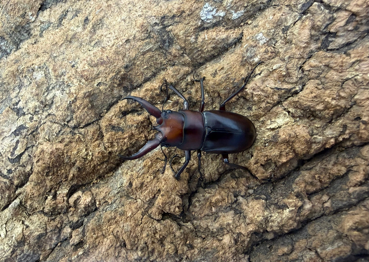 トカラノコギリクワガタ ペア ♂36mm 鹿児島県トカラ列島口ノ島産 CB