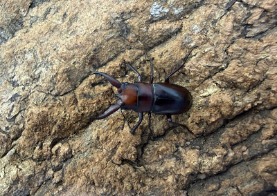 トカラノコギリクワガタ ペア ♂36mm 鹿児島県トカラ列島口ノ島産 CB