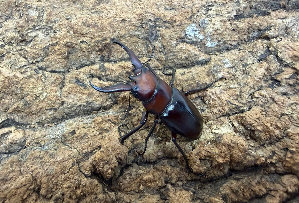 トカラノコギリクワガタ ペア ♂36mm 鹿児島県トカラ列島口ノ島産 CB