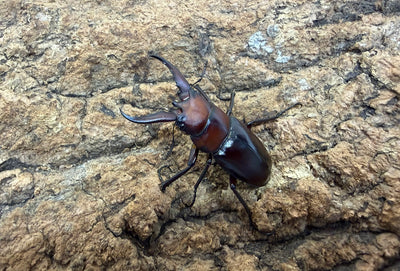 トカラノコギリクワガタ ペア ♂36mm 鹿児島県トカラ列島口ノ島産 CB