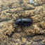トカラノコギリクワガタ ペア ♂36mm 鹿児島県トカラ列島口ノ島産 CB