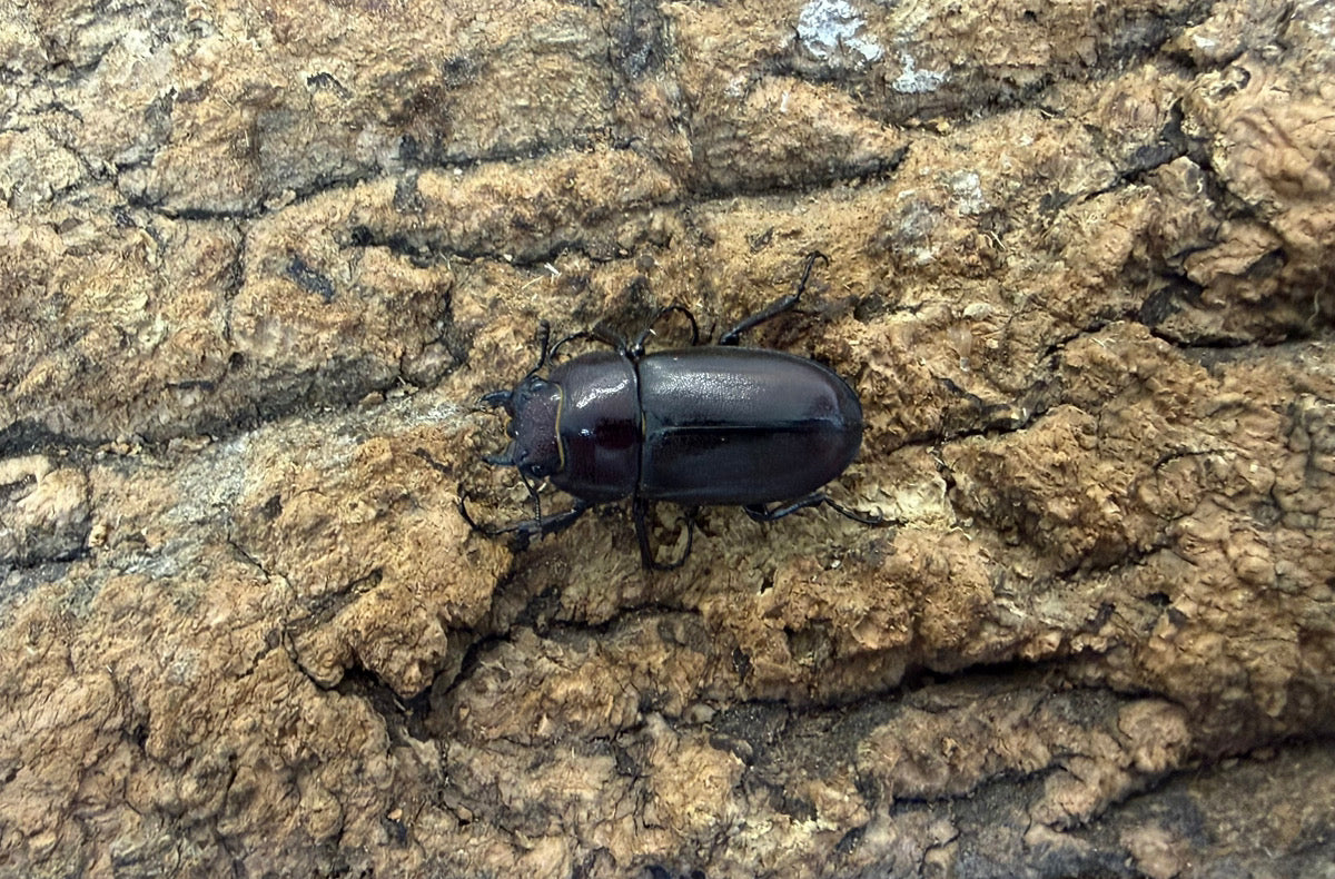 トカラノコギリクワガタ ペア ♂36mm 鹿児島県トカラ列島口ノ島産 CB