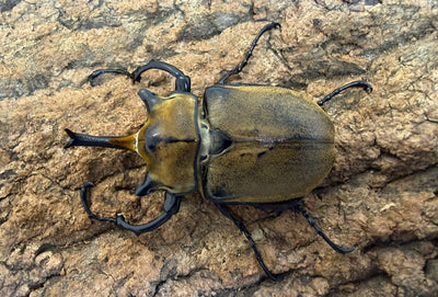 ノゲイラゾウカブト ペア ♂80mm メキシコ・シナロア州産 CBF1