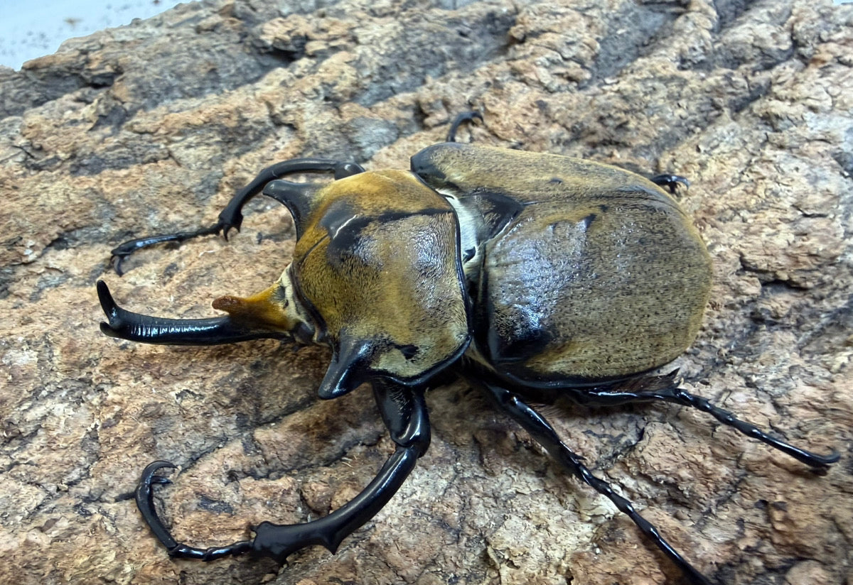 ノゲイラゾウカブト ペア ♂80mm メキシコ・シナロア州産 CBF1