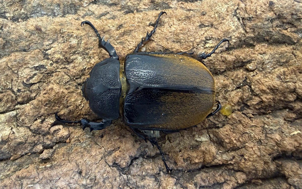 ノゲイラゾウカブト ペア ♂80mm メキシコ・シナロア州産 CBF1