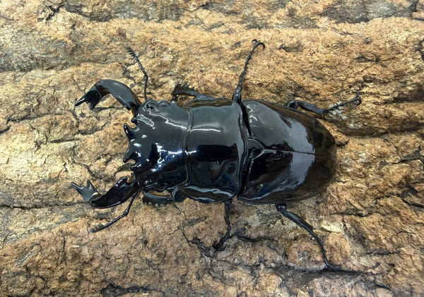 タランドゥスオオツヤクワガタ ペア ♂80mm アフリカ コンゴ産 CBF2