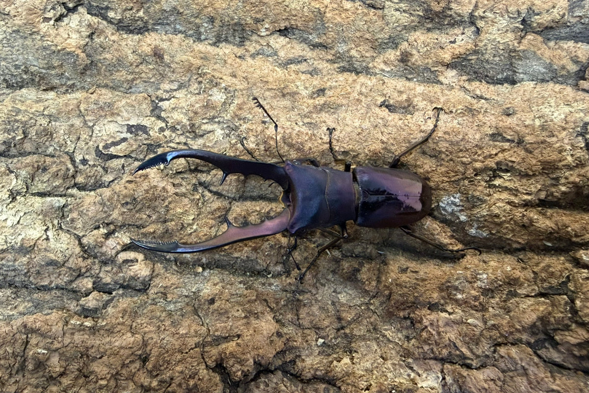 メタリフェルホソアカクワガタ ペア ♂63mm ペレン島産 CB