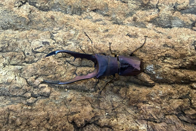 メタリフェルホソアカクワガタ ペア ♂63mm ペレン島産 CB