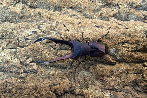 メタリフェルホソアカクワガタ ペア ♂63mm ペレン島産 CB