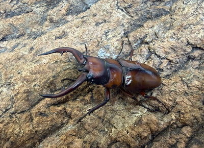 トカラノコギリクワガタ ペア ♂60mm 鹿児島郡十島村悪石島産 CBF2