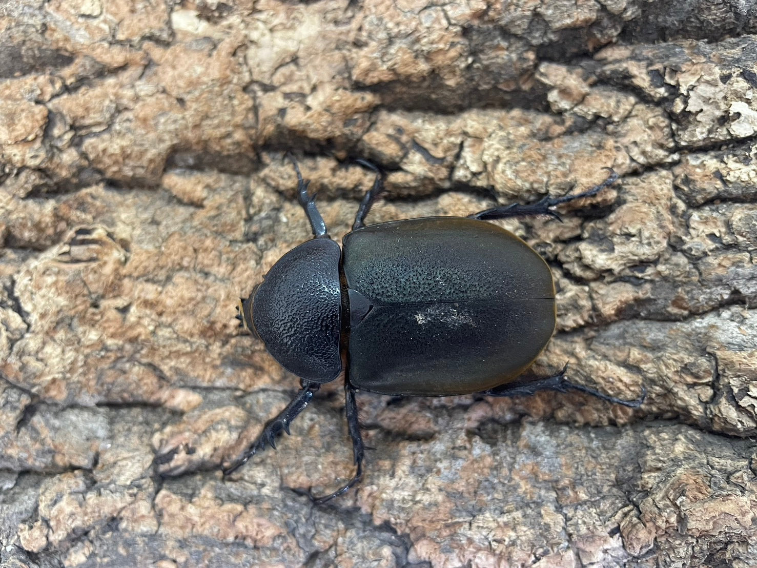 WD】コーカサスオオカブト(原名亜種） – INSECT SHOP KMY