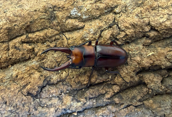 トカラノコギリクワガタ ペア ♂53mm 鹿児島郡十島村悪石島産 CBF1