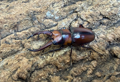 トカラノコギリクワガタ ペア ♂53mm 鹿児島郡十島村悪石島産 CBF1