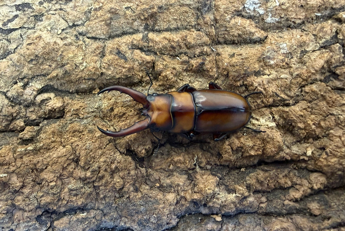 トカラノコギリクワガタ ペア ♂46mm 鹿児島郡十島村悪石島産 CBF1