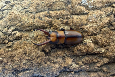 トカラノコギリクワガタ ペア ♂46mm 鹿児島郡十島村悪石島産 CBF1