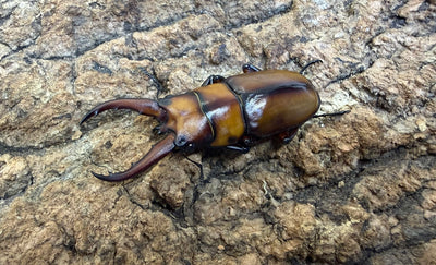 トカラノコギリクワガタ ペア ♂46mm 鹿児島郡十島村悪石島産 CBF1