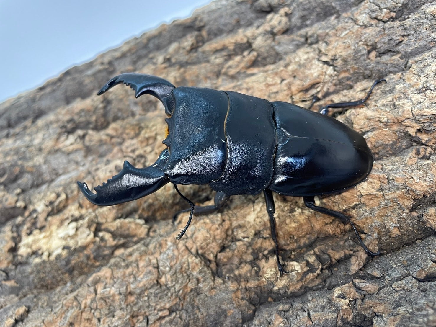 スマトラオオヒラタクワガタ – INSECT SHOP KMY