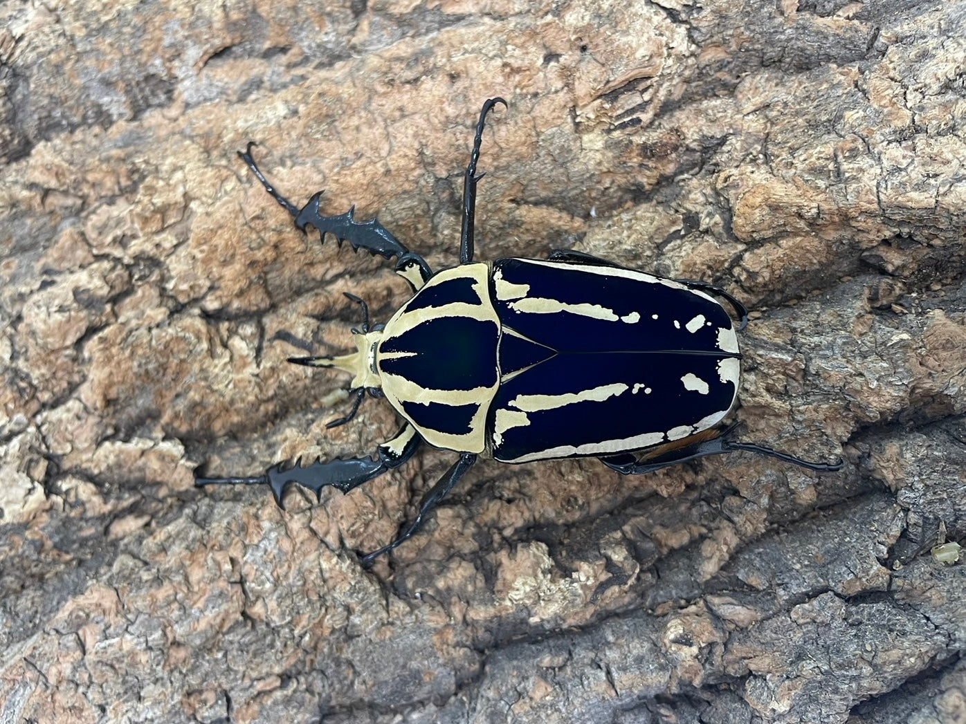 奇蟲・その他 – INSECT SHOP KMY