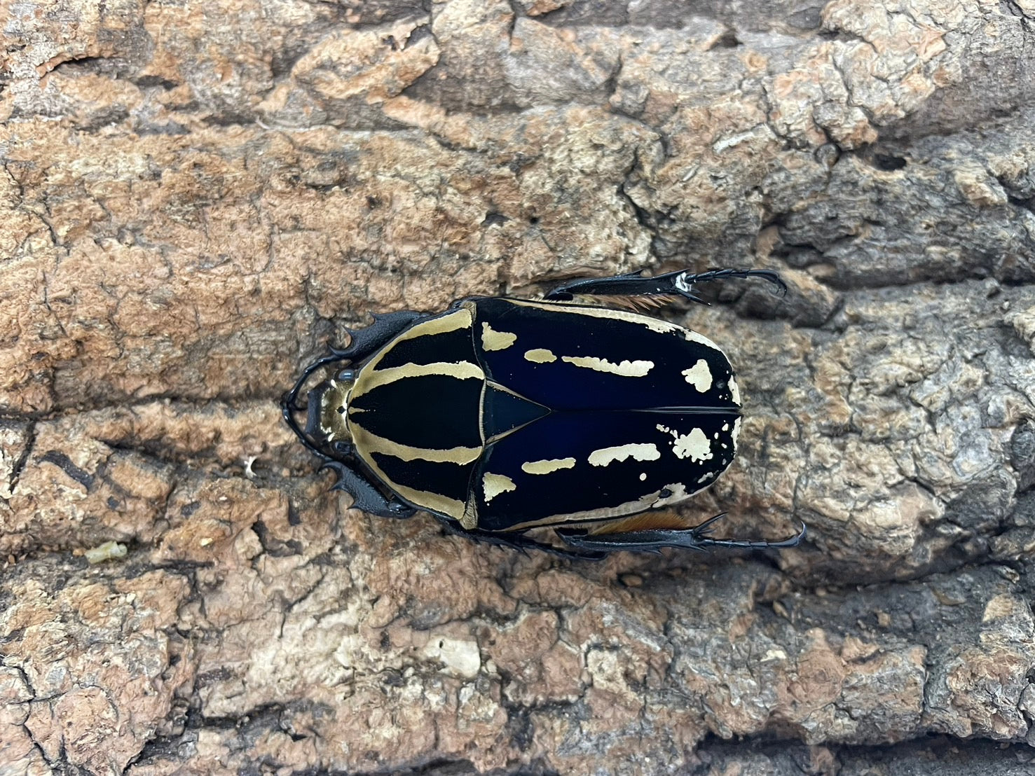 ウガンデンシスオオツノカナブン – INSECT SHOP KMY
