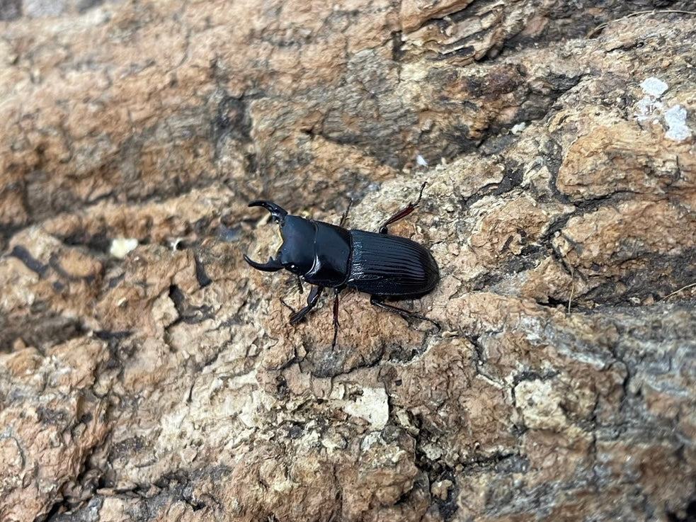 ヤエヤマネブトクワガタ – INSECT SHOP KMY