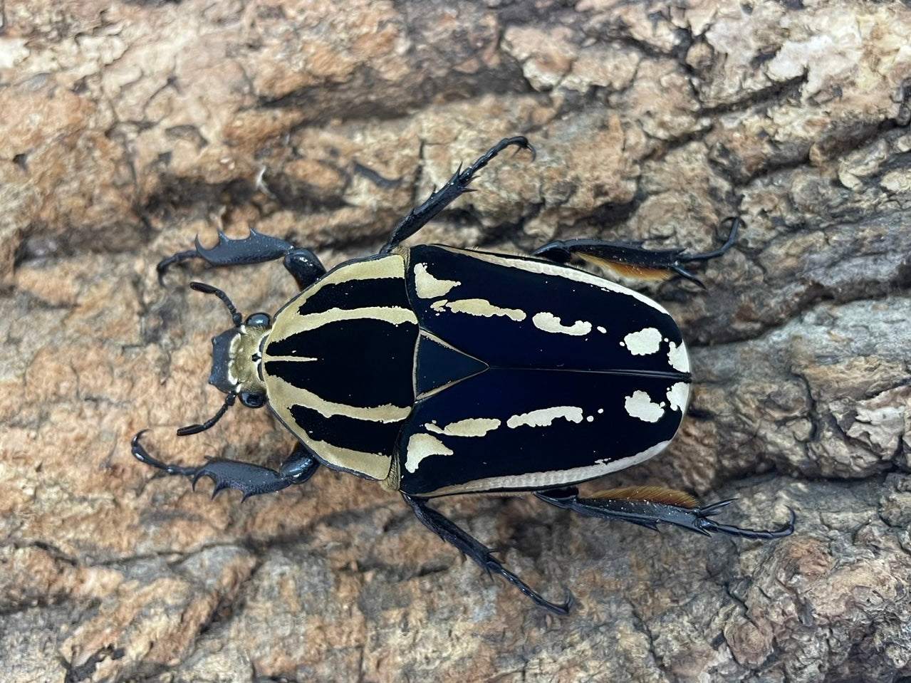 ウガンデンシスオオツノカナブン – INSECT SHOP KMY