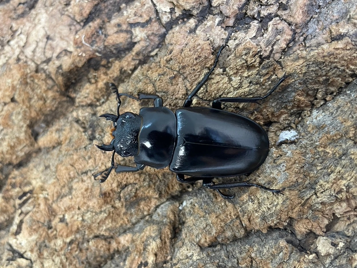 ギラファノコギリクワガタ – INSECT SHOP KMY