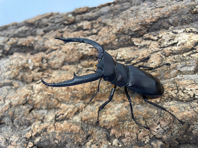 マンディブラリスフタマタクワガタ