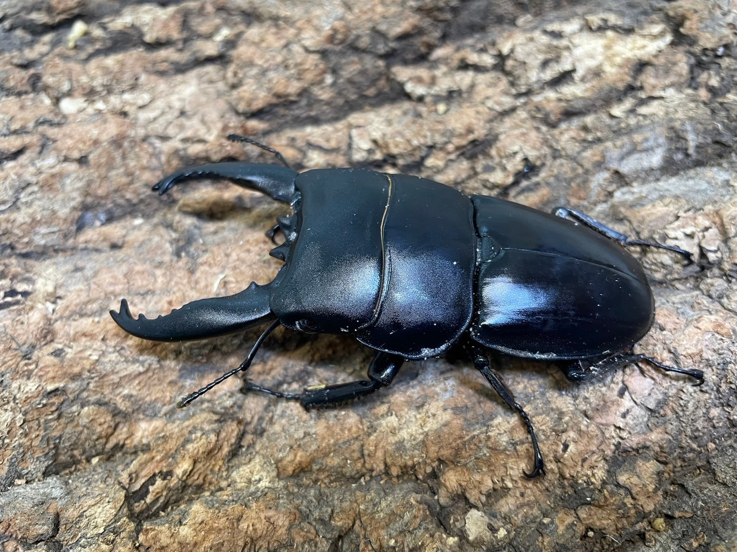 WD・成虫・アルキデスヒラタクワガタ　♂65ミリ～♂69ミリ・5ペアー・短中歯・昆虫販売アリスト くわかぶプラネット ⁄ WD極太アルキデスヒラタクワガタペア