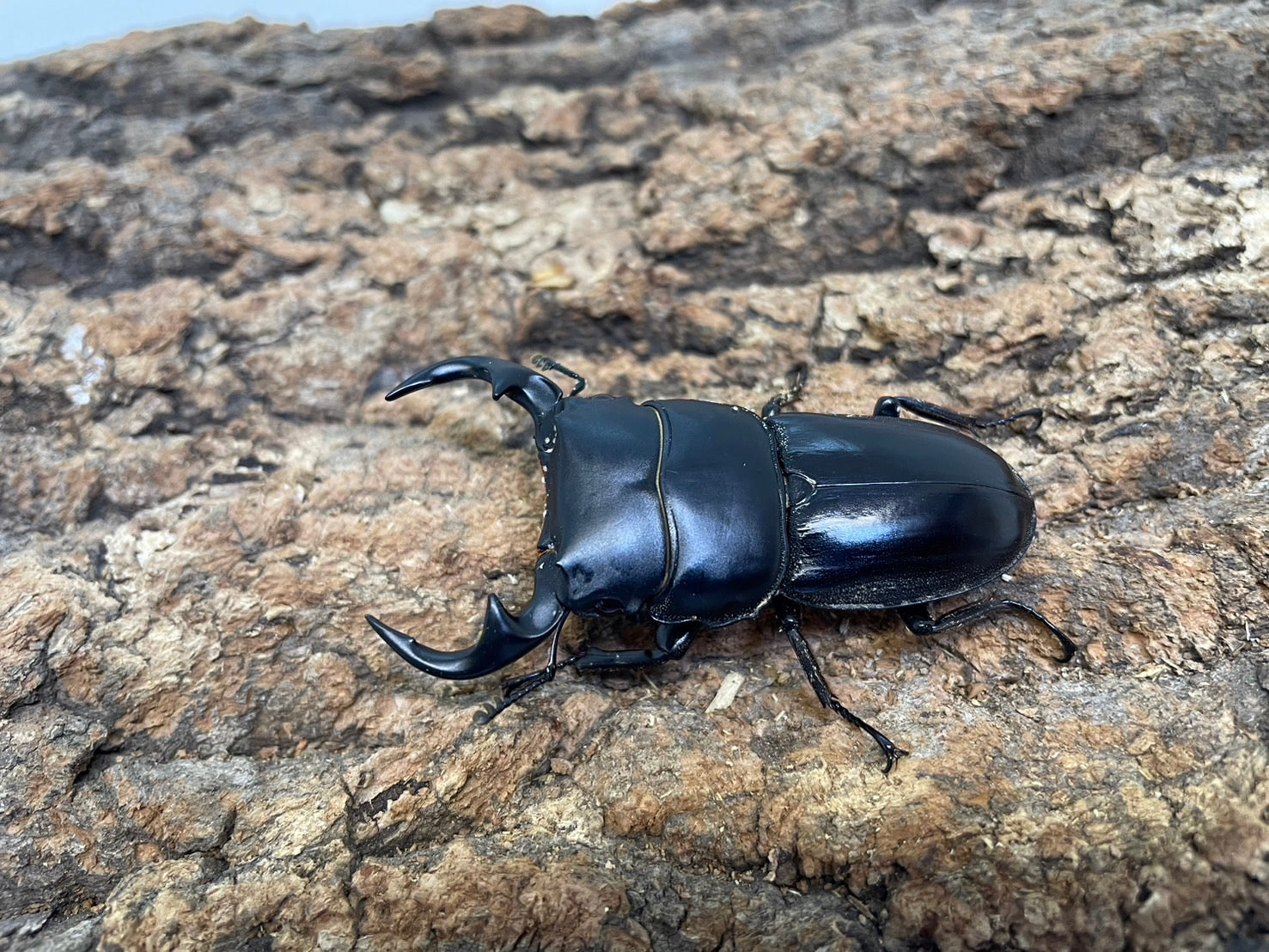 【輸入本】タイの専門書【クワガタ】 動植物関連書籍 ＞ ☆再入荷洋書 5 ＞ クワガタの飼育と繁殖