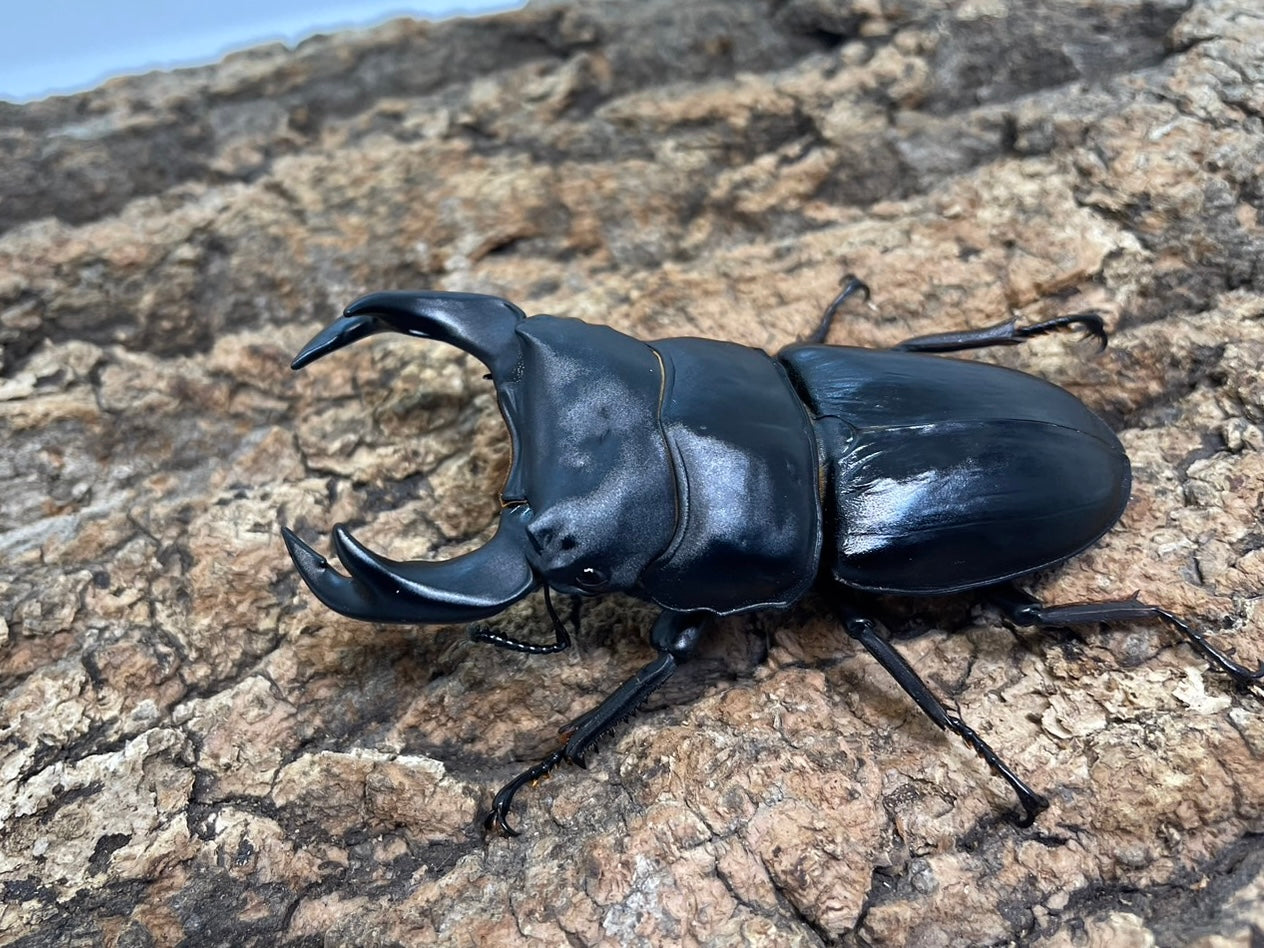 ホペイオオクワガタ – INSECT SHOP KMY