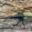 DH.ヘラクレスオオカブト