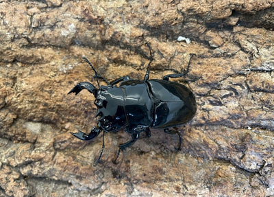 タランドゥスオオツヤクワガタ