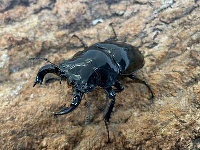 タランドゥスオオツヤクワガタ