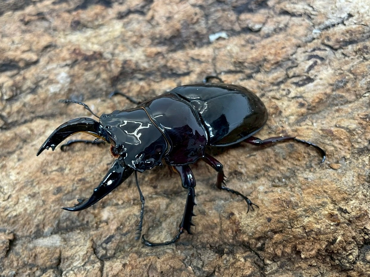 レギウスオオツヤクワガタ – INSECT SHOP KMY
