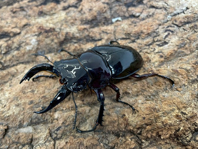 レギウスオオツヤクワガタ