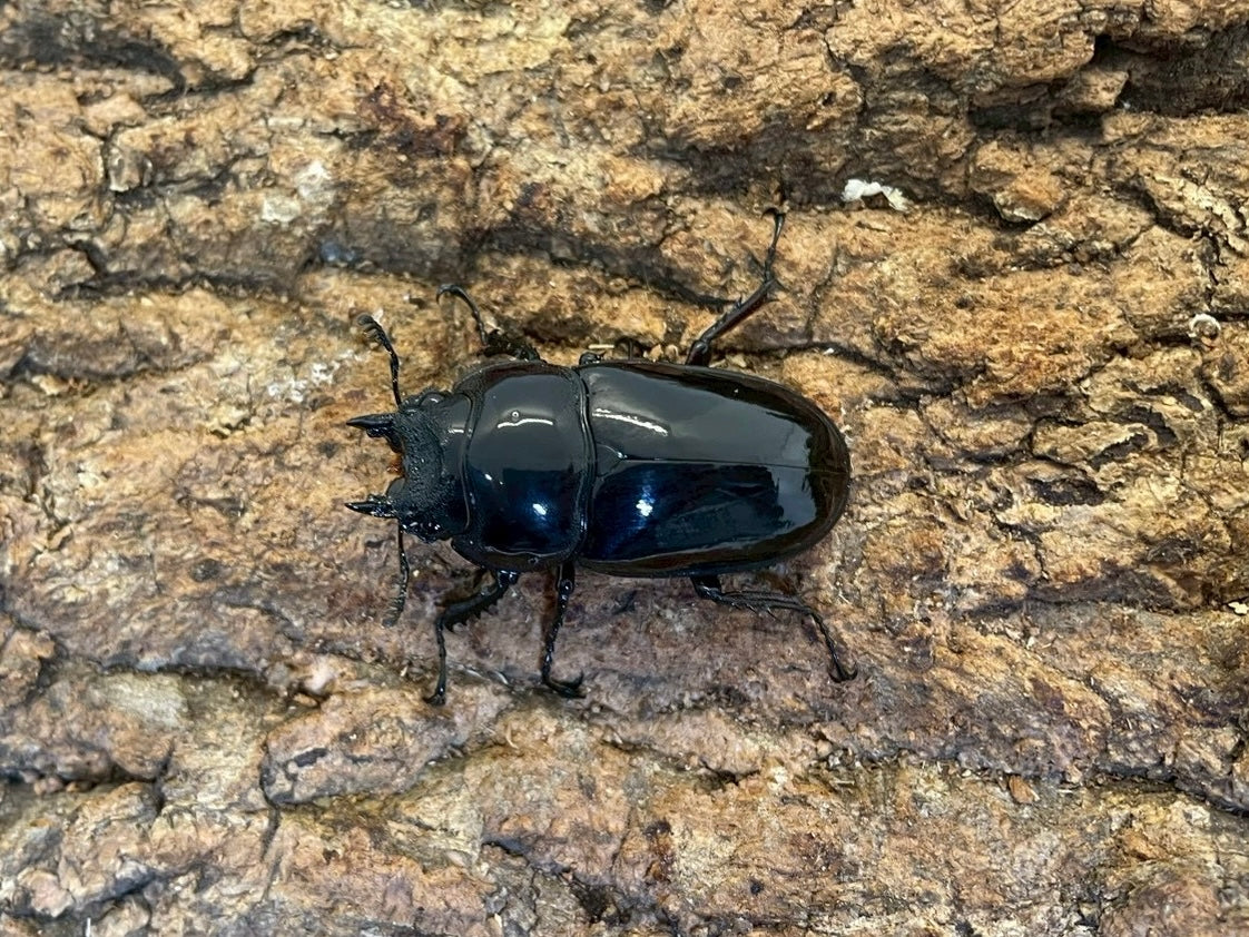レギウスオオツヤクワガタ – INSECT SHOP KMY