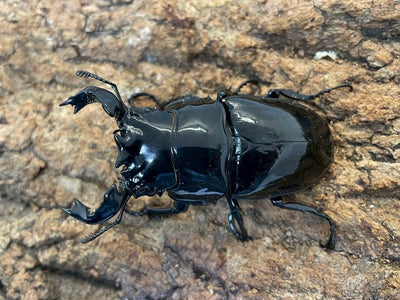 タランドゥスオオツヤクワガタ