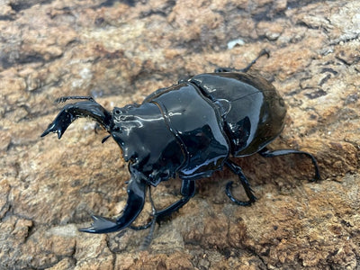 タランドゥスオオツヤクワガタ