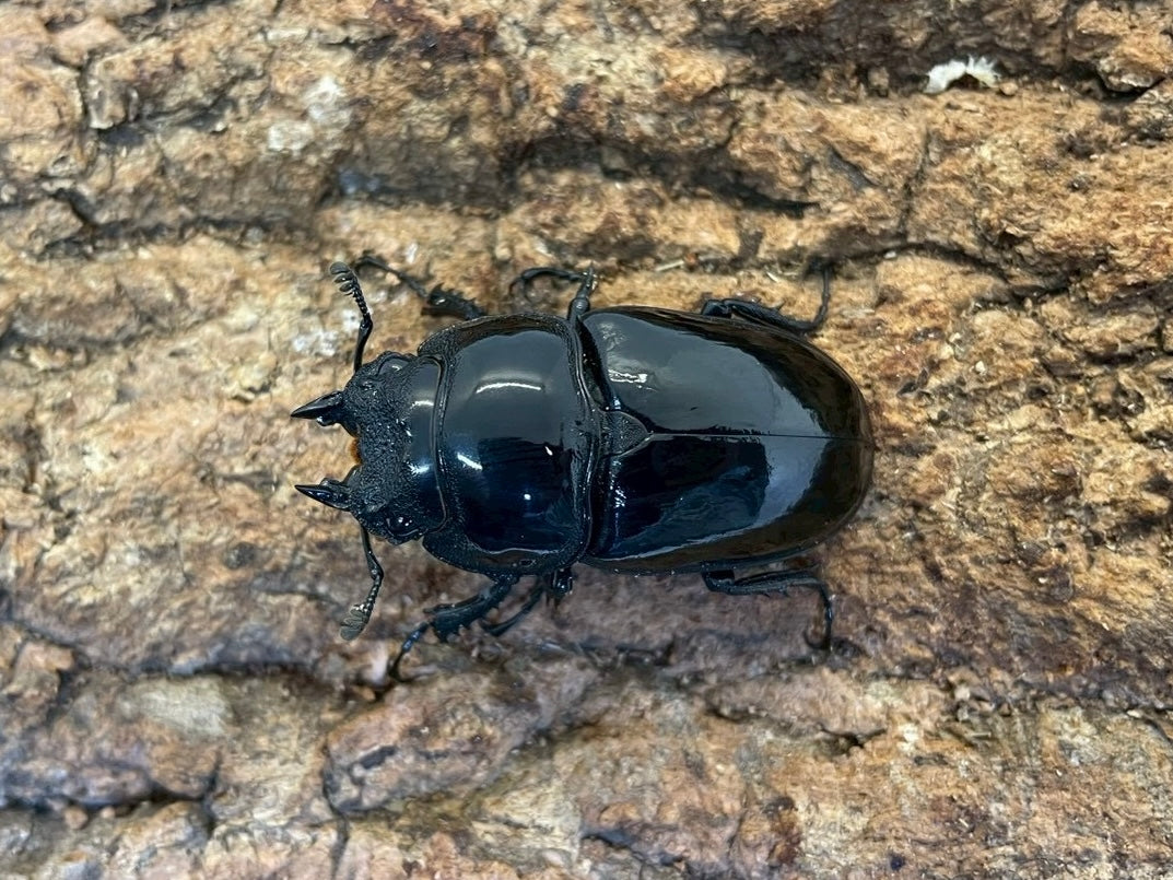 タランドゥスオオツヤクワガタ – INSECT SHOP KMY