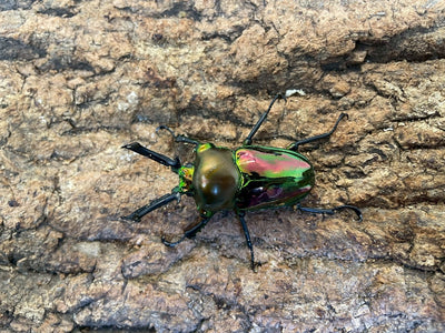 ニジイロクワガタ